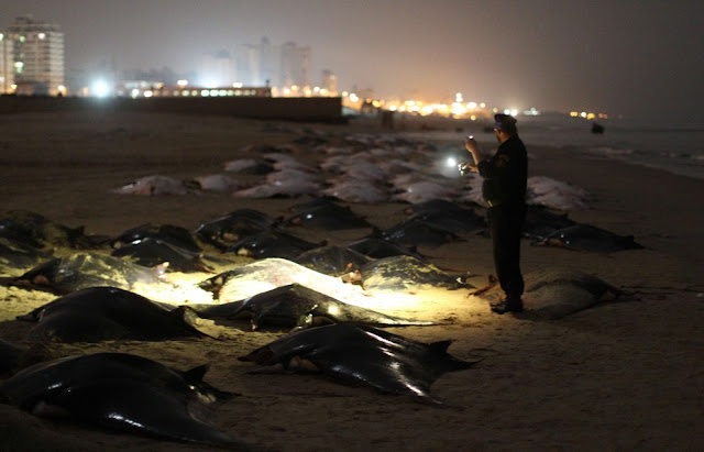 Peces raya varados en playa de Gaza