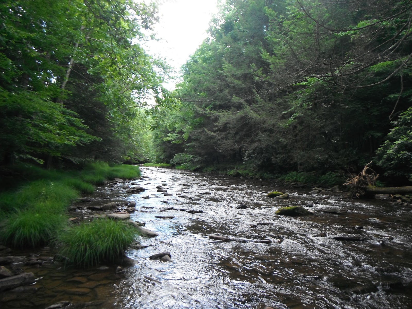 Western Maryland Fly Fishing Fishing Report for Western Maryland