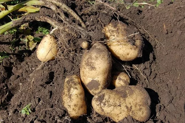 harvesting potatoes