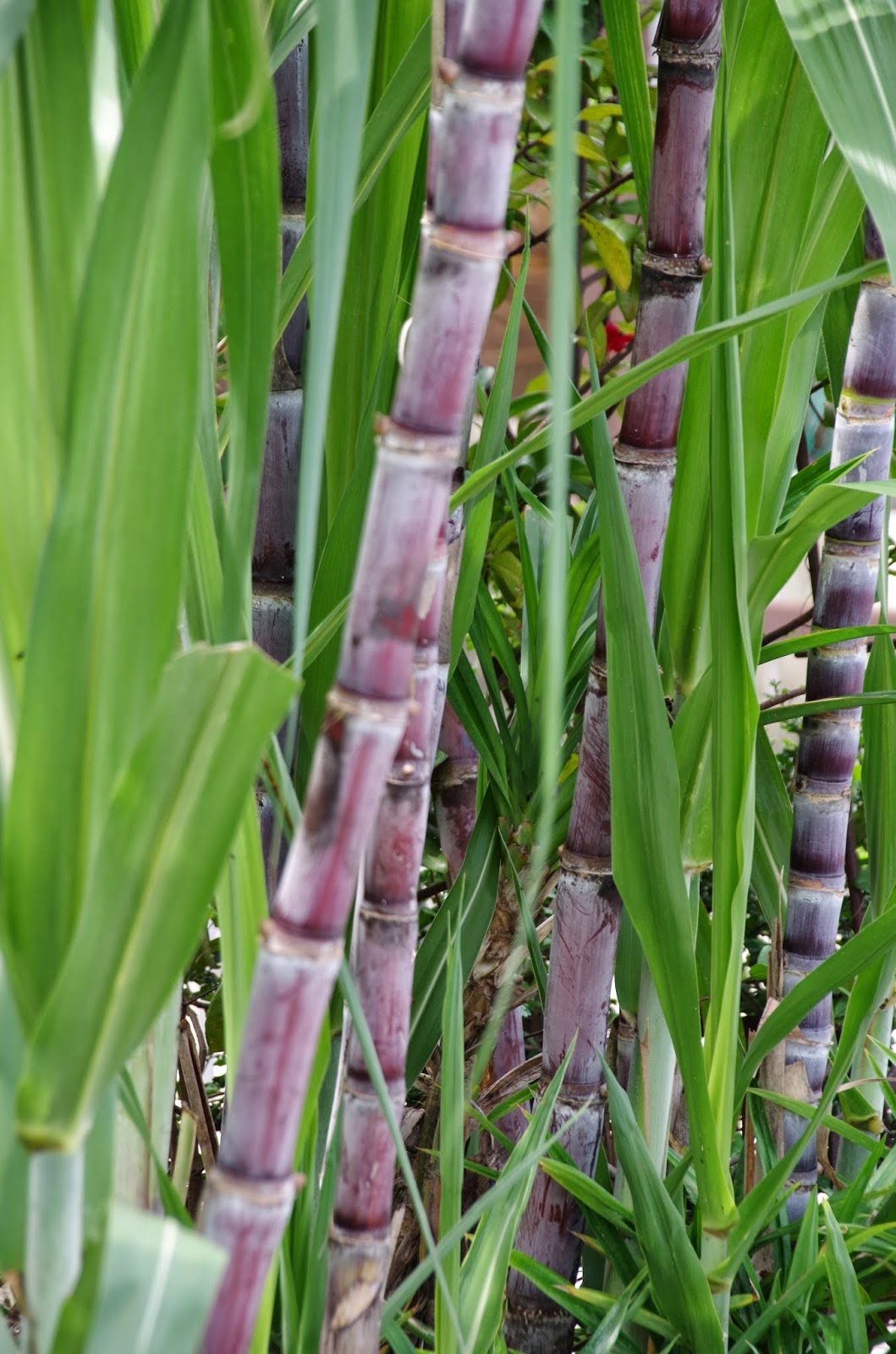 Trees and Plants Sugar Cane
