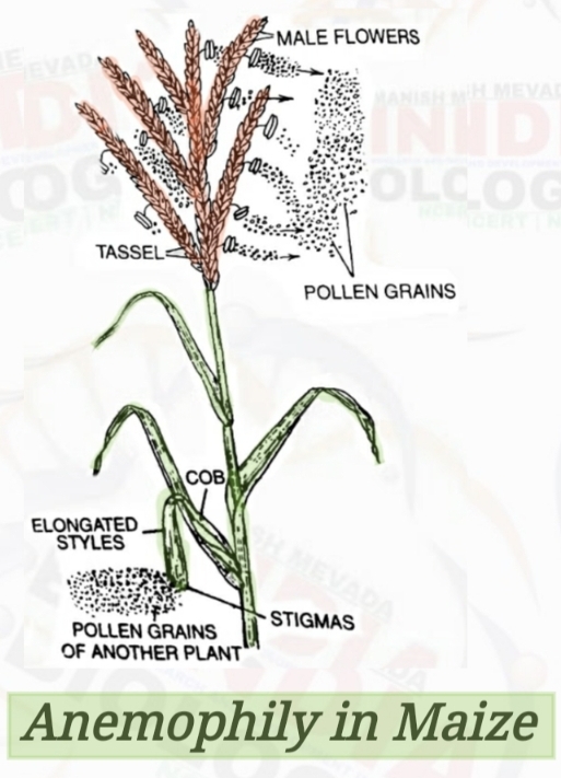 Anemophily ( Wind Pollination )