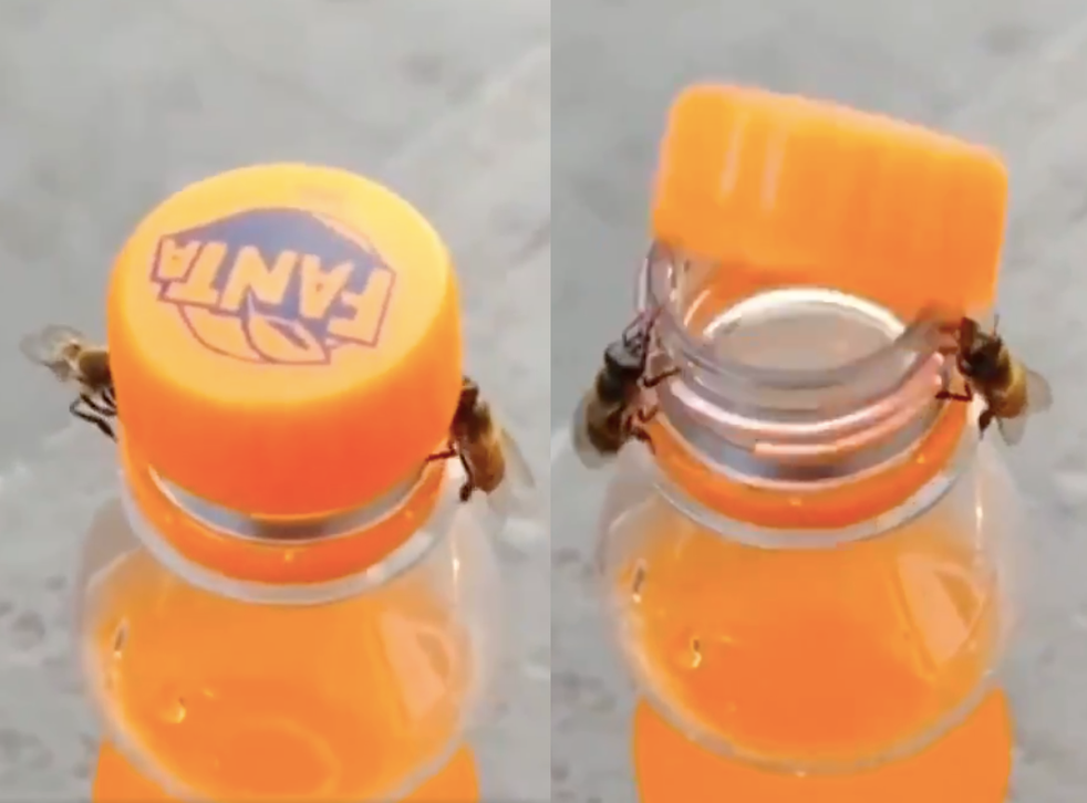 Incredible footage captures two bees working together to unscrew cap