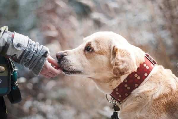 How To Train Your Dog To Heel Off The Leash