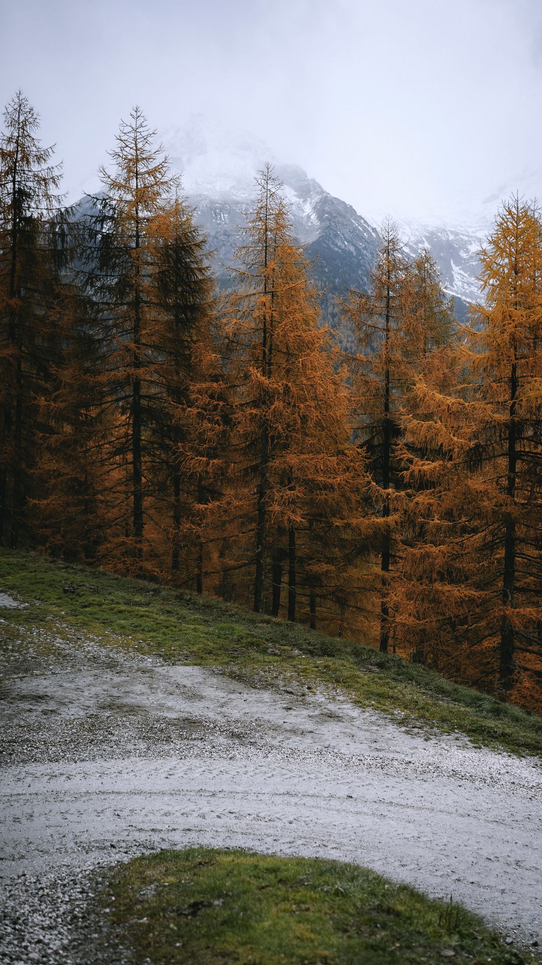 HD Wallpaper Pines, Trees, Mountain, Road, Autumn