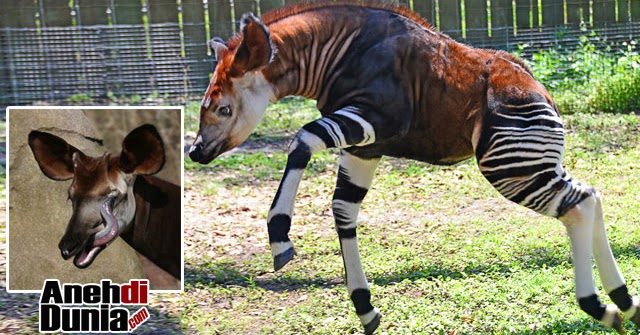 Hewan Unik Yang Keberadaannya Dianggap Mitos - Berita Aneh dan Unik Terbaru