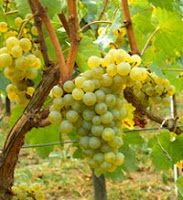 Cépage Chardonnay