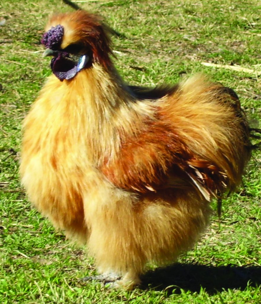 Collection 100+ Pictures Pictures Of Male And Female Silkies Full HD ...