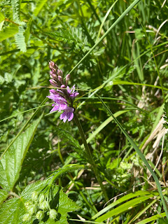 [Orchidaceae] Dactylorhiza maculata – Spotted Heath Orchid (Orchide macchiata).