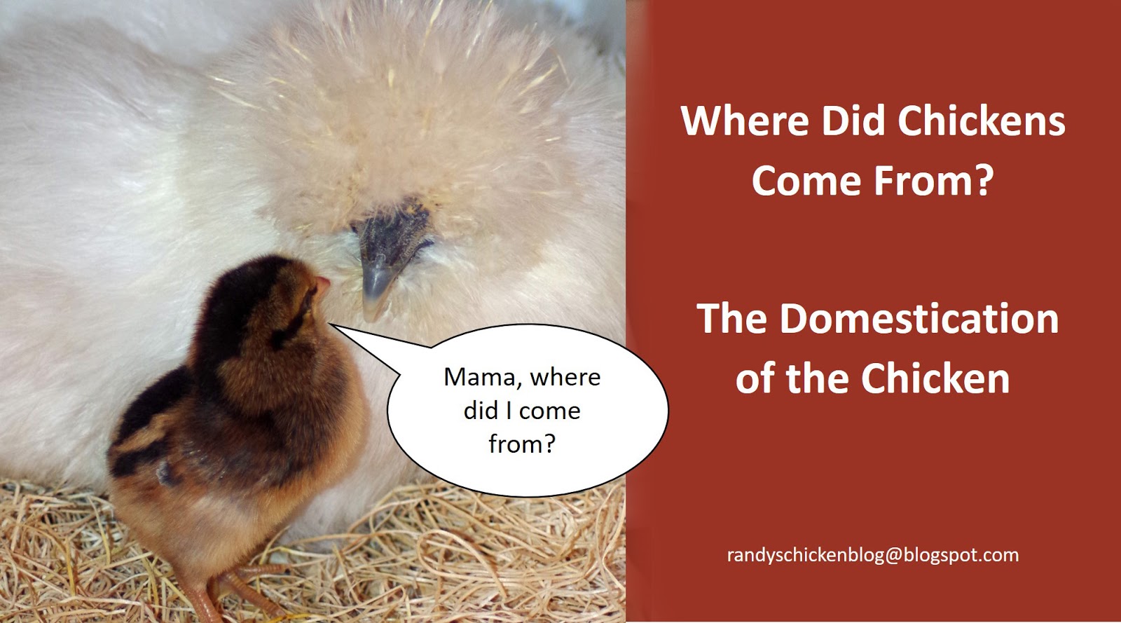 Randy's Chicken Blog Where Did Chickens Come From? The Domestication
