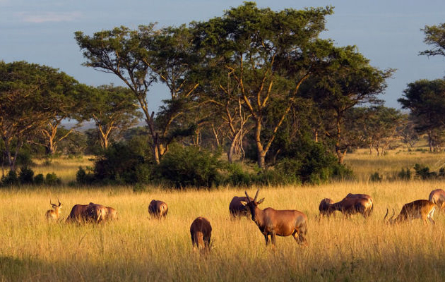 Simuliki National Park - Uganda