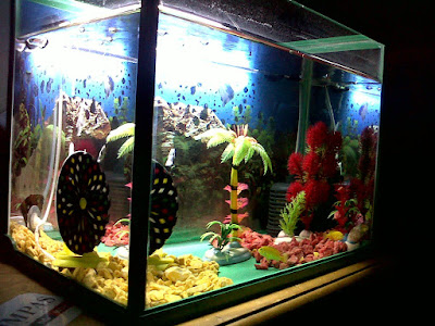 akuarium kecil