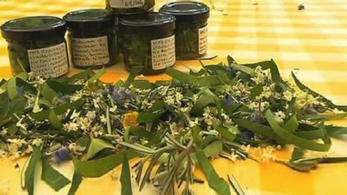 Ces plantes vous aideront à lutter contre la fatigue et à vous