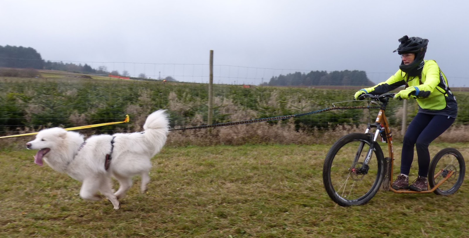 Samojedenzauber Zugsport am Scooter