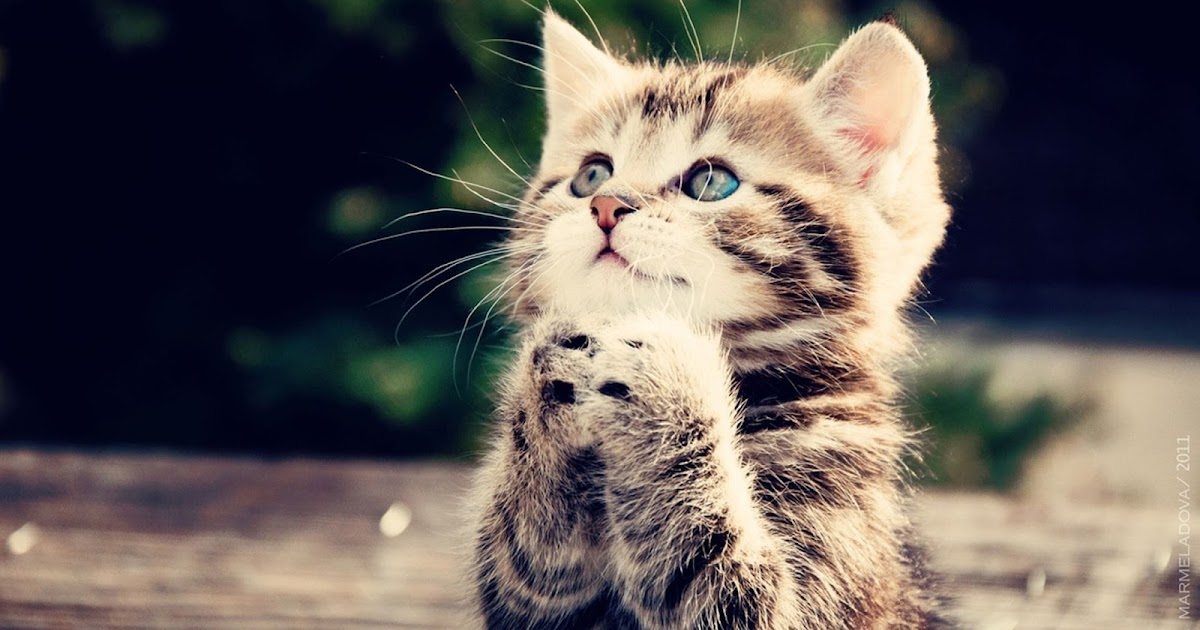 Koleksi Gambar Wallpaper Kucing Keren Bilik Wallpaper