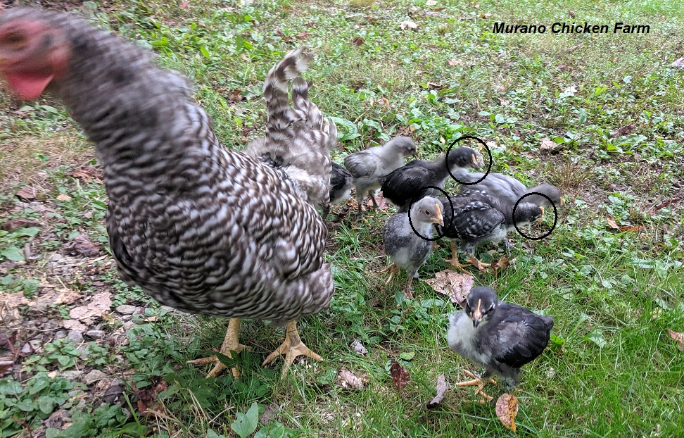 Does egg shape indicate chick sex? Murano Chicken Farm