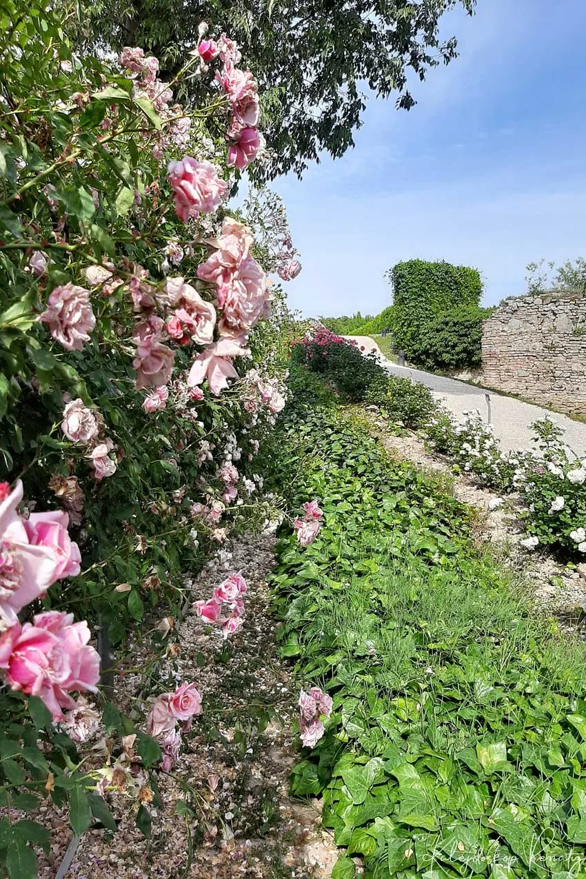 Ogród różany w Padwie