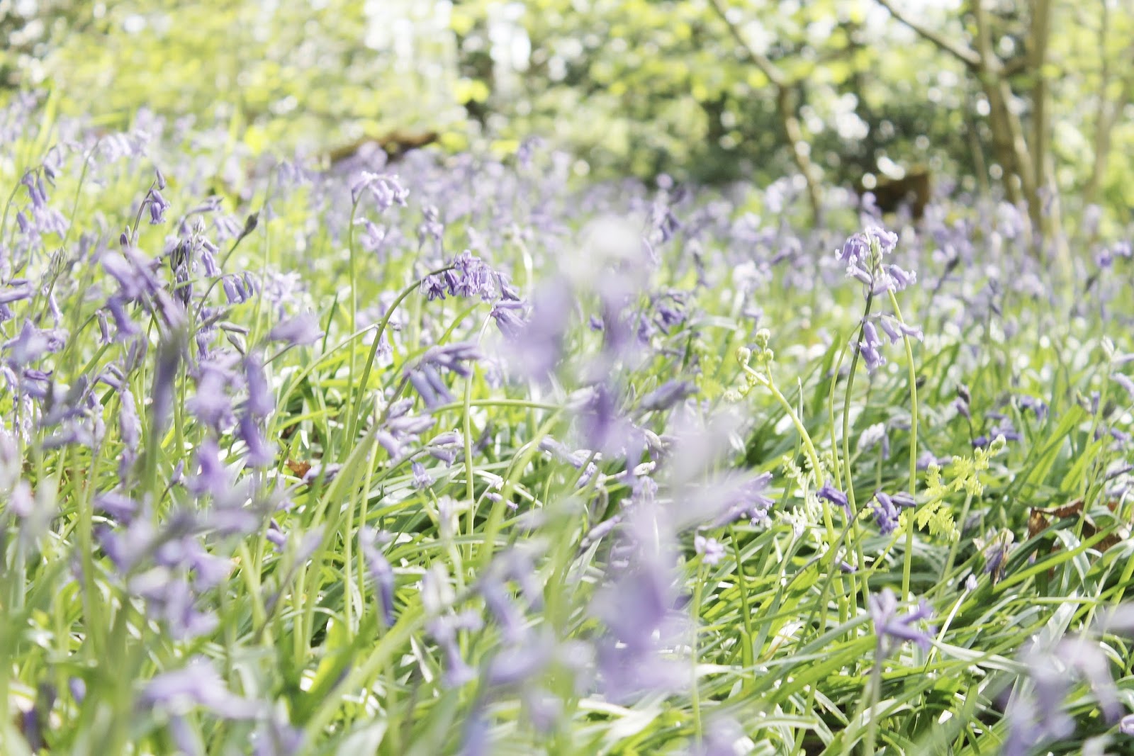 Where to find bluebells, the best places for bluebells in the UK