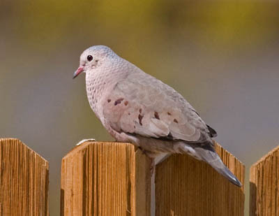 Photo of Common Ground-Dove on fence Photo of Common Ground-Dove on fence