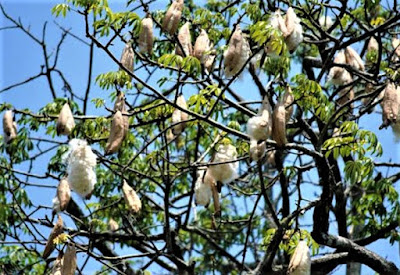 Contoh Gerak Higroskopis: Pecahnya Kulit Buah Kapuk Contoh Gerak Higroskopis: Pecahnya Kulit Buah Kapuk