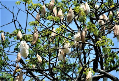  Apa yang dimaksud dengan gerak higroskopis Gerak Higroskopis: Pengertian, Contoh, Gambar