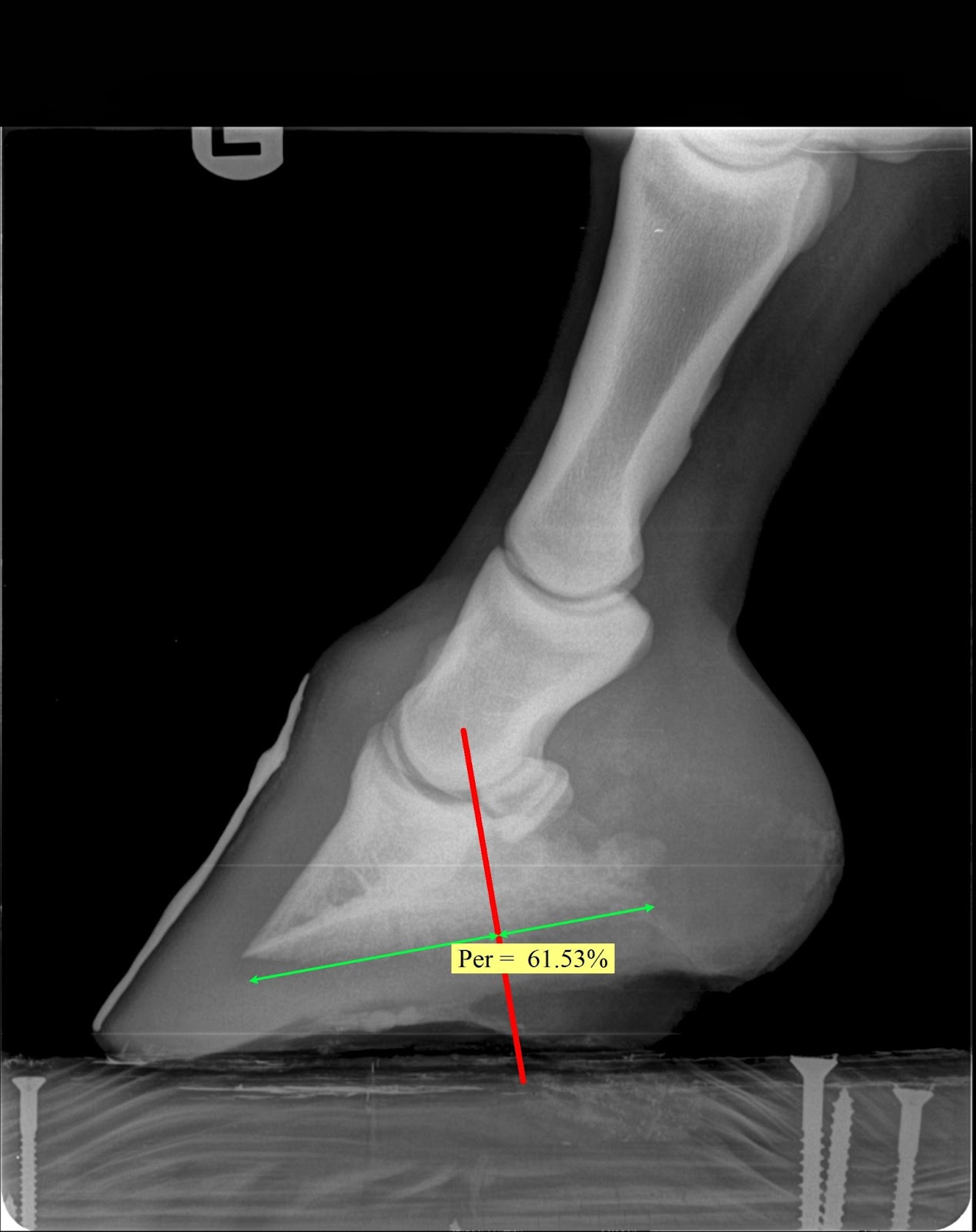 Innovative Equine Podiatry Barefoot Trimming and Management