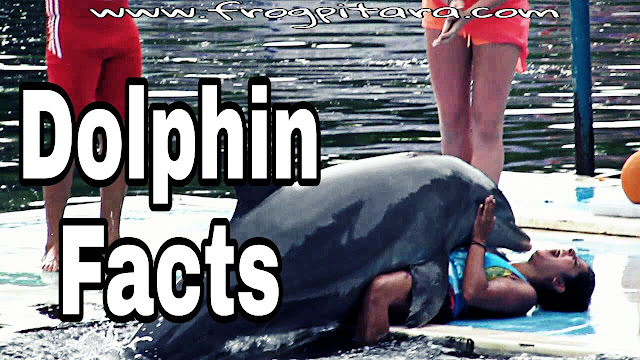 Dolphin Facts In Hindi-Dolphins Ki Rochak Jankari