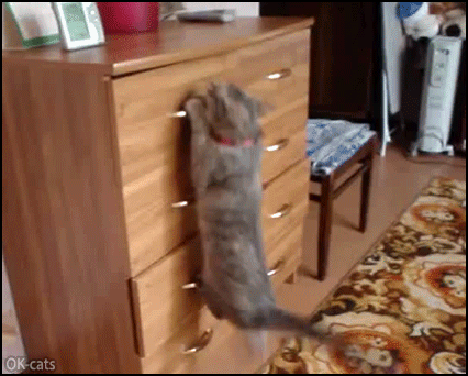 Funny Cat GIF • Smart  and agile cat opens drawer and climbs inside like a boss