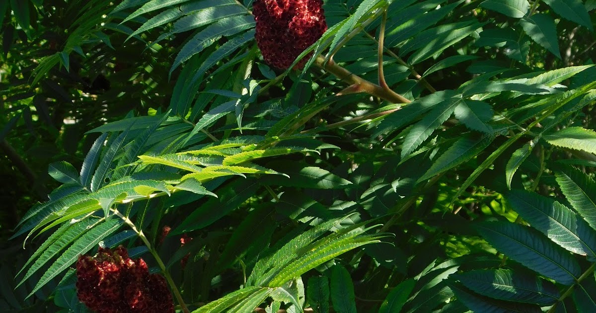 Fruits du sumac vinaigrier