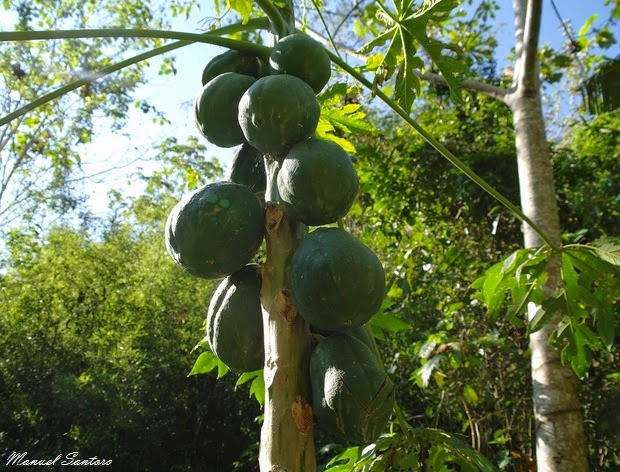 San Ramon, sentiero verso la Catarata La Encantada. Papaya San Ramon, sentiero verso la Catarata La Encantada. Papaya