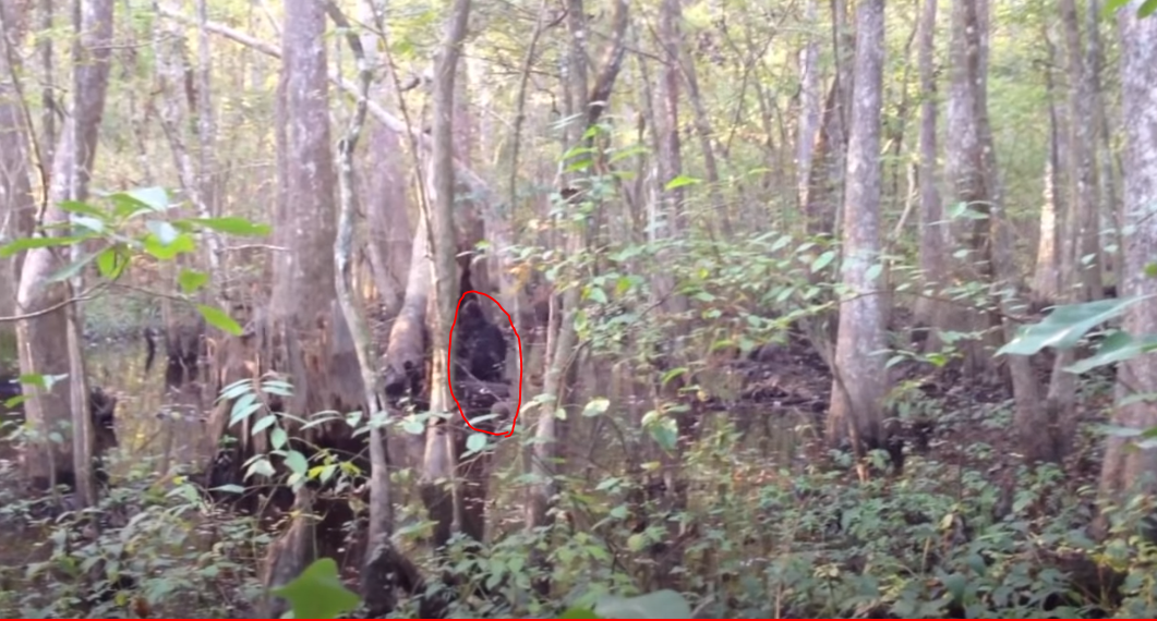 RMSO Bigfoot: Skunk Ape Video Mississippi Bigfoot