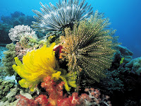 Fotografías de corales en el fondo marino - Corales y Arrecifes