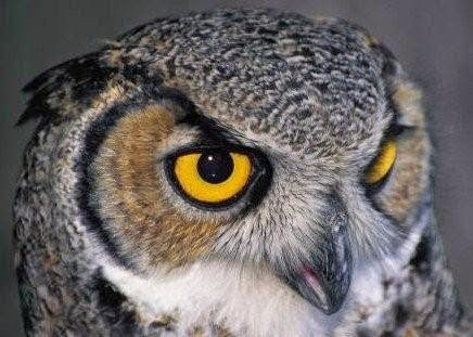 Sentinel Owl