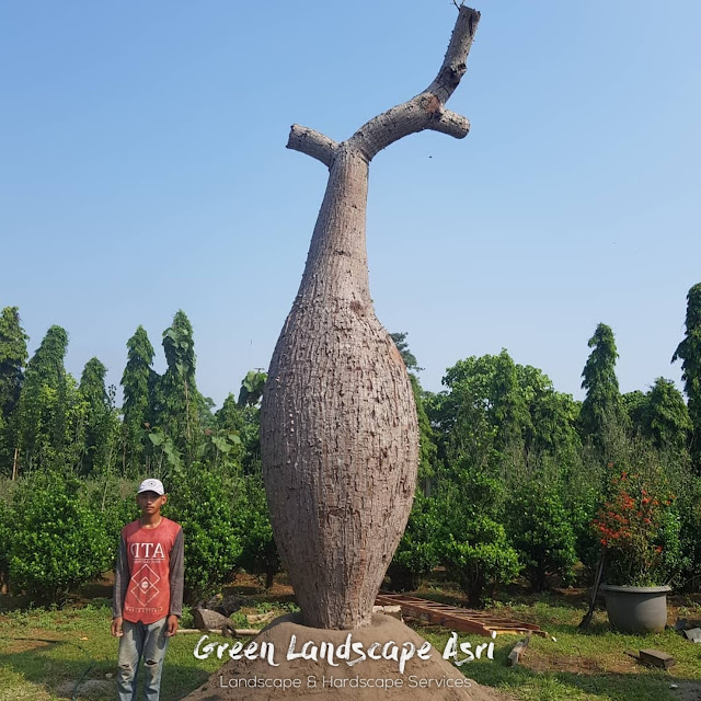 Jual Pohon Bottle Tree di Surabaya Jaminan Garansi Tanaman Mati