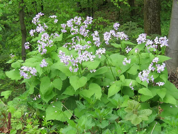Miesiącznica trwała (Lunaria rediviva) Flora pasma Herbów