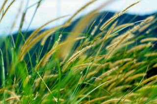  Rumput ilalang atau kadang lebih di kenal dengan Alang Manfaat Rumput Ilalang Untuk Kesehatan