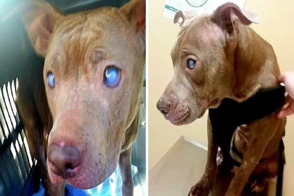 Owner Abused And Tied Blind Pit Bull To Park Bench And Left Her There For Days