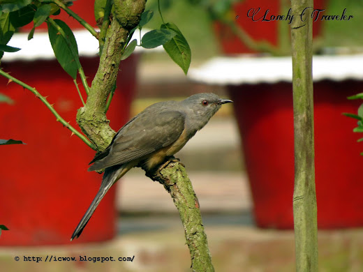 Plaintive cuckoo - Cacomantis merulinus