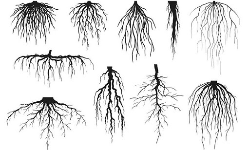 Plant-Morphology-in-hindi