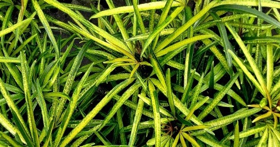 Cara Menanam Dan Merawat Tanaman Bunga Ararea Sinox Nursery