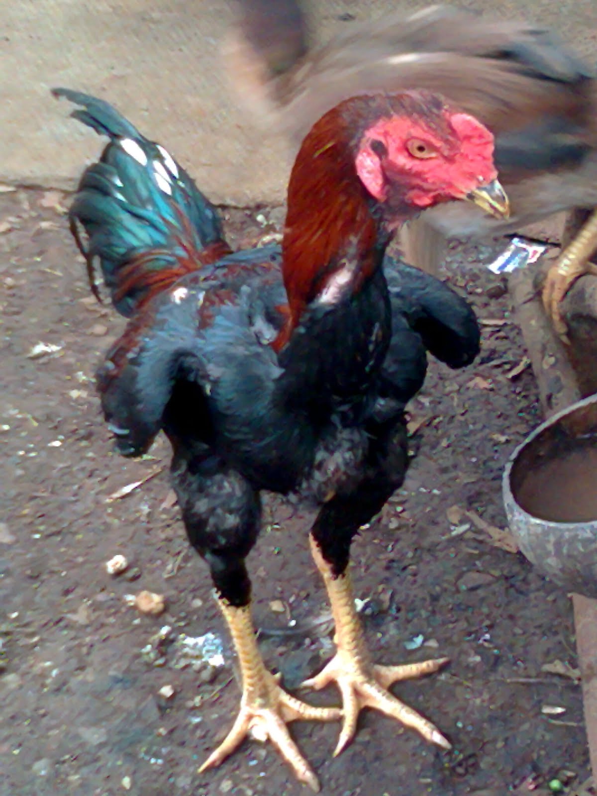 Galeri Gambar Lucu Ayam Bangkok Kolektor Lucu