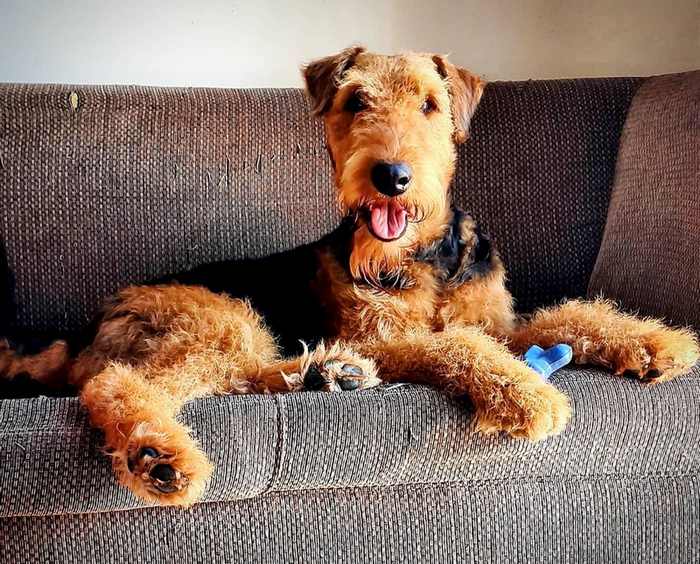 Why Does My Dog Rub Against The Couch Dogalyo