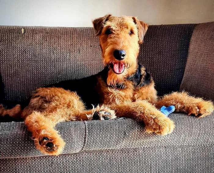 Why Does My Dog Rub Against The Couch Dogalyo