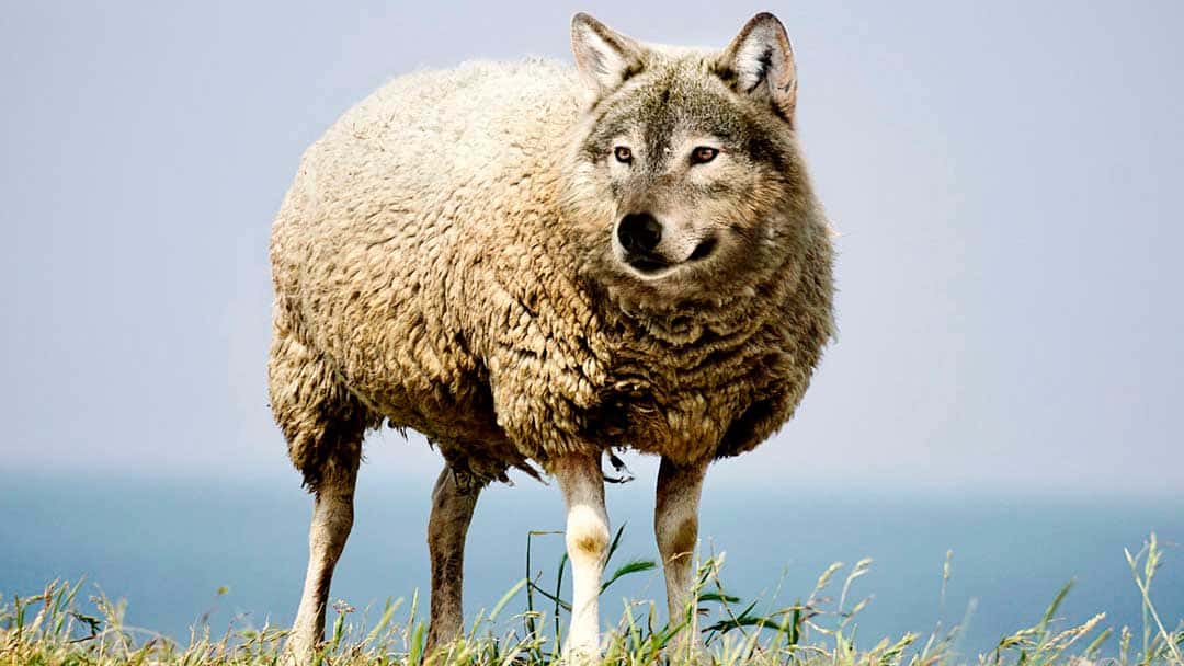 Eleições cuidado com 'lobos em pele de cordeiro' nas redes sociais BLOG DO ZEMARCOS Eleições cuidado com 'lobos em pele de cordeiro' nas redes sociais BLOG DO ZEMARCOS