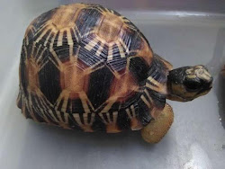 China Seizes Radiated Baby Tortoises Stolen From Madagascar