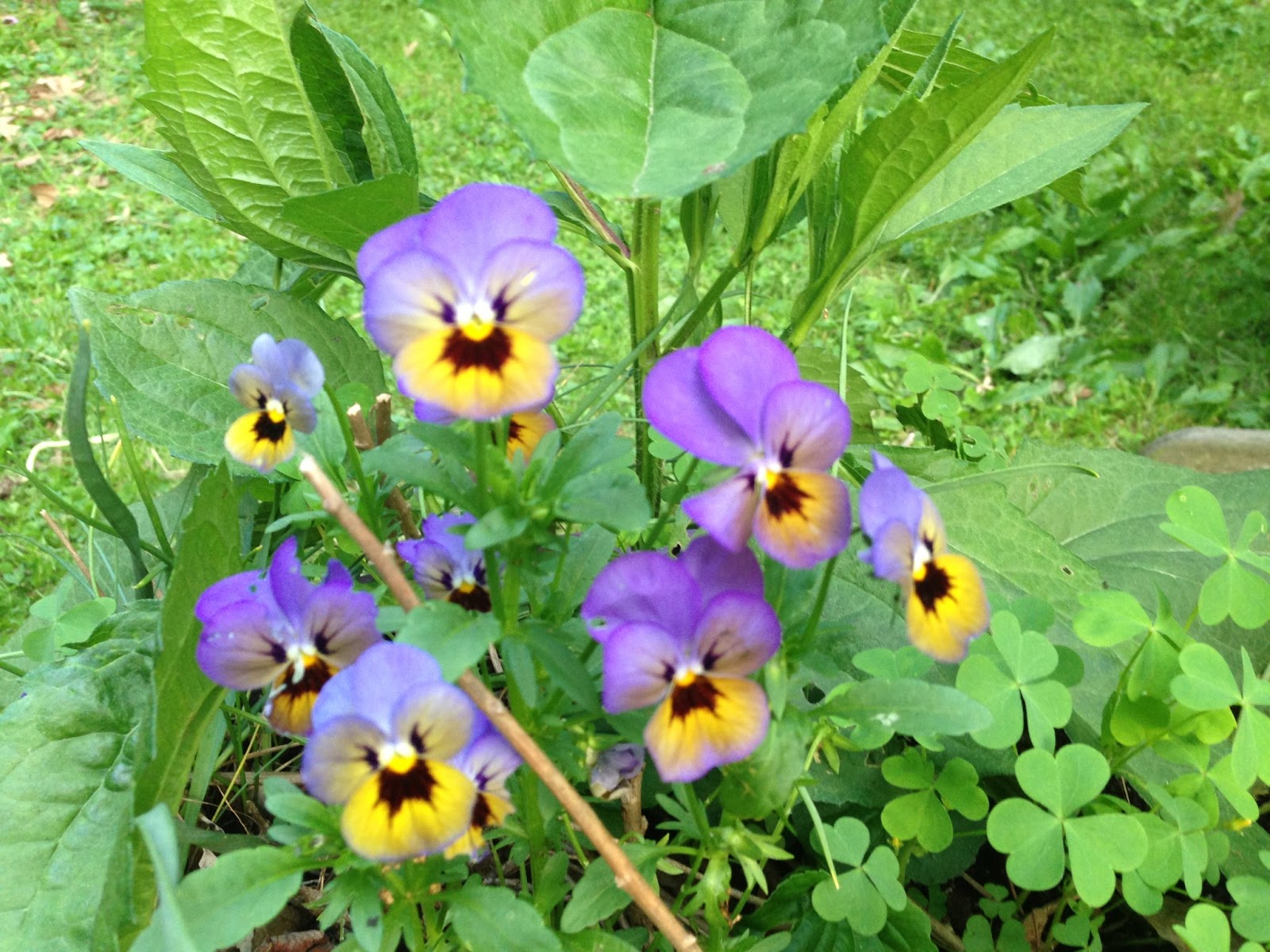 Penn State Extension Philadelphia Master Gardeners Grow, then Eat