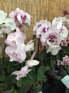 , Abbiamo iniziato tutti cos&igrave;!, diarid'orchidee