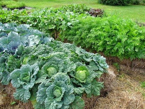 %D1%81%D0%BE%D0%BB%D0%BE%D0%BC%D0%B0 Как восстановить заброшенный участок земли