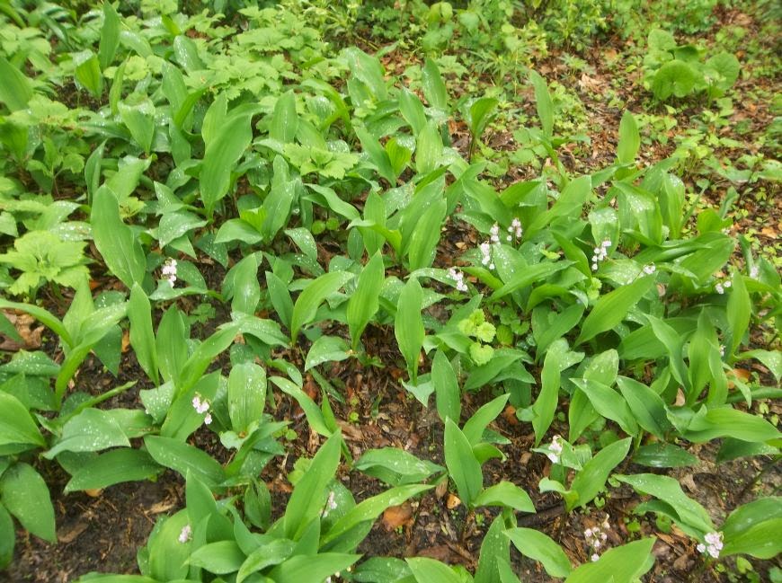 Future Plants by Randy Stewart Lily of the Valley