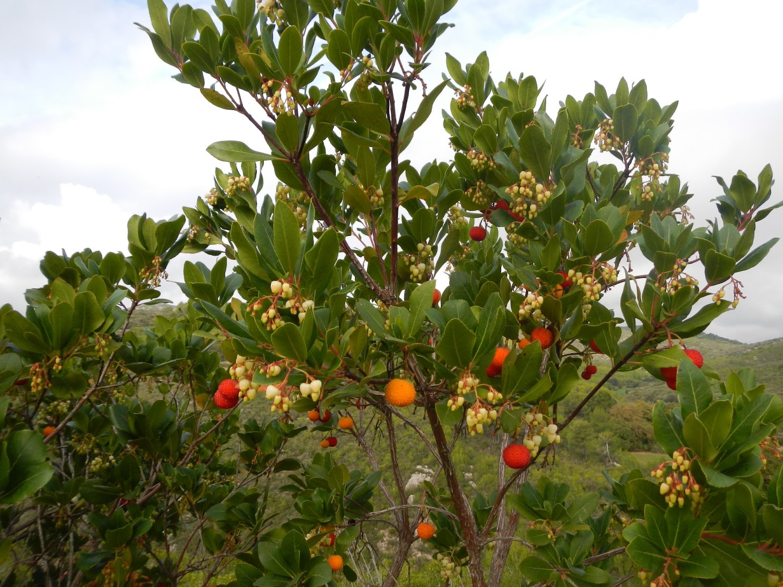 Flora De Los Senderos El Madrono Larboc Travel Photobox