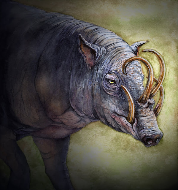 Babirusa